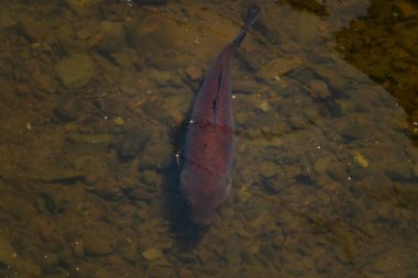 Bu büyük koi balığı berrak sakin suda yavaşça yüzerken görüldü. Bu balığın bedeni neredeyse sazan balığının dibine karışıyordu. Kırmızımsı kahverengi pulları yüzgeçleriyle güzel görünüyor..