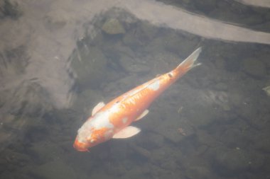 Bu güzel turuncu ve beyaz sazan burada yansıtıcı suda yüzerken görüldü. Süslü balık Asya 'da yaygındır. Bu güzel koiler çok renkli..