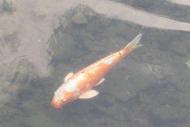 Bu güzel turuncu ve beyaz sazan burada yansıtıcı suda yüzerken görüldü. Süslü balık Asya 'da yaygındır. Bu güzel koiler çok renkli..