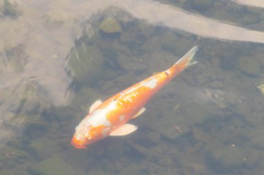 Bu güzel turuncu ve beyaz sazan burada yansıtıcı suda yüzerken görüldü. Süslü balık Asya 'da yaygındır. Bu güzel koiler çok renkli..
