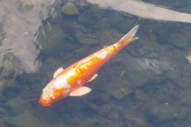 Bu güzel turuncu ve beyaz sazan burada yansıtıcı suda yüzerken görüldü. Süslü balık Asya 'da yaygındır. Bu güzel koiler çok renkli..