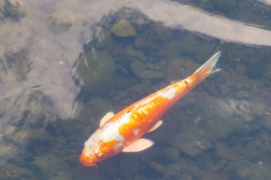 Bu güzel turuncu ve beyaz sazan burada yansıtıcı suda yüzerken görüldü. Süslü balık Asya 'da yaygındır. Bu güzel koiler çok renkli..