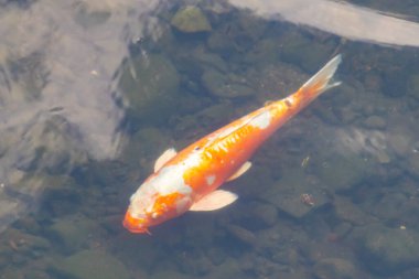 Bu güzel turuncu ve beyaz sazan burada yansıtıcı suda yüzerken görüldü. Süslü balık Asya 'da yaygındır. Bu güzel koiler çok renkli..