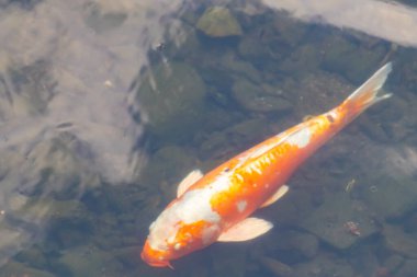 Bu güzel turuncu ve beyaz sazan burada yansıtıcı suda yüzerken görüldü. Süslü balık Asya 'da yaygındır. Bu güzel koiler çok renkli..