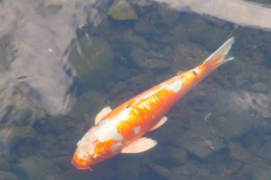 Bu güzel turuncu ve beyaz sazan burada yansıtıcı suda yüzerken görüldü. Süslü balık Asya 'da yaygındır. Bu güzel koiler çok renkli..