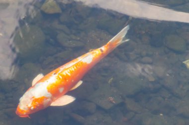 Bu güzel turuncu ve beyaz sazan burada yansıtıcı suda yüzerken görüldü. Süslü balık Asya 'da yaygındır. Bu güzel koiler çok renkli..