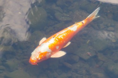 Bu güzel turuncu ve beyaz sazan burada yansıtıcı suda yüzerken görüldü. Süslü balık Asya 'da yaygındır. Bu güzel koiler çok renkli..