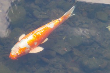 Bu güzel turuncu ve beyaz sazan burada yansıtıcı suda yüzerken görüldü. Süslü balık Asya 'da yaygındır. Bu güzel koiler çok renkli..