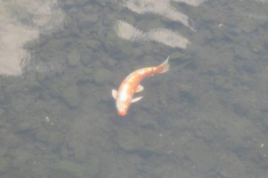 Bu güzel turuncu ve beyaz sazan burada yansıtıcı suda yüzerken görüldü. Süslü balık Asya 'da yaygındır. Bu güzel koiler çok renkli..