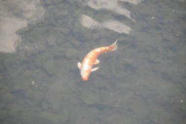 Bu güzel turuncu ve beyaz sazan burada yansıtıcı suda yüzerken görüldü. Süslü balık Asya 'da yaygındır. Bu güzel koiler çok renkli..