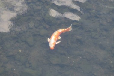 Bu güzel turuncu ve beyaz sazan burada yansıtıcı suda yüzerken görüldü. Süslü balık Asya 'da yaygındır. Bu güzel koiler çok renkli..