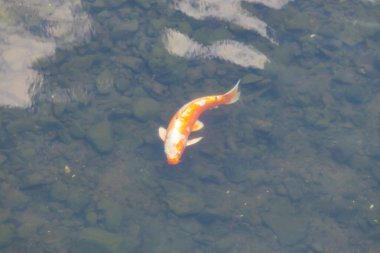 Bu güzel turuncu ve beyaz sazan burada yansıtıcı suda yüzerken görüldü. Süslü balık Asya 'da yaygındır. Bu güzel koiler çok renkli..