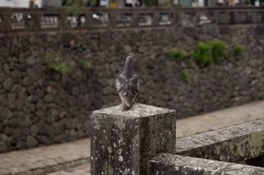 Bu güvercin, yürüyüş yolunun yanındaki taş bir sütuna tünemişti. Bu kuş kanatlarındaki güzel gri ve beyaz neredeyse çevresindekilerle eşleşti. Yağlı tüylerinin gökkuşağı parlaklığı çok güzel görünüyordu..