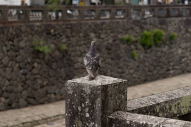 Bu güvercin, yürüyüş yolunun yanındaki taş bir sütuna tünemişti. Bu kuş kanatlarındaki güzel gri ve beyaz neredeyse çevresindekilerle eşleşti. Yağlı tüylerinin gökkuşağı parlaklığı çok güzel görünüyordu..