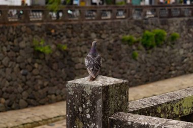 Bu güvercin, yürüyüş yolunun yanındaki taş bir sütuna tünemişti. Bu kuş kanatlarındaki güzel gri ve beyaz neredeyse çevresindekilerle eşleşti. Yağlı tüylerinin gökkuşağı parlaklığı çok güzel görünüyordu..