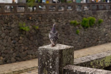 Bu güvercin, yürüyüş yolunun yanındaki taş bir sütuna tünemişti. Bu kuş kanatlarındaki güzel gri ve beyaz neredeyse çevresindekilerle eşleşti. Yağlı tüylerinin gökkuşağı parlaklığı çok güzel görünüyordu..