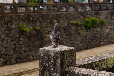 Bu güvercin, yürüyüş yolunun yanındaki taş bir sütuna tünemişti. Bu kuş kanatlarındaki güzel gri ve beyaz neredeyse çevresindekilerle eşleşti. Yağlı tüylerinin gökkuşağı parlaklığı çok güzel görünüyordu..