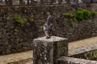 Bu güvercin, yürüyüş yolunun yanındaki taş bir sütuna tünemişti. Bu kuş kanatlarındaki güzel gri ve beyaz neredeyse çevresindekilerle eşleşti. Yağlı tüylerinin gökkuşağı parlaklığı çok güzel görünüyordu..