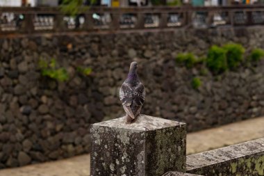 Bu güvercin, yürüyüş yolunun yanındaki taş bir sütuna tünemişti. Bu kuş kanatlarındaki güzel gri ve beyaz neredeyse çevresindekilerle eşleşti. Yağlı tüylerinin gökkuşağı parlaklığı çok güzel görünüyordu..