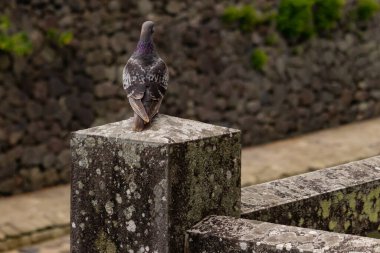 Bu güvercin, yürüyüş yolunun yanındaki taş bir sütuna tünemişti. Bu kuş kanatlarındaki güzel gri ve beyaz neredeyse çevresindekilerle eşleşti. Yağlı tüylerinin gökkuşağı parlaklığı çok güzel görünüyordu..