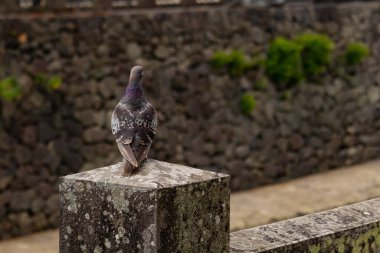 Bu güvercin, yürüyüş yolunun yanındaki taş bir sütuna tünemişti. Bu kuş kanatlarındaki güzel gri ve beyaz neredeyse çevresindekilerle eşleşti. Yağlı tüylerinin gökkuşağı parlaklığı çok güzel görünüyordu..