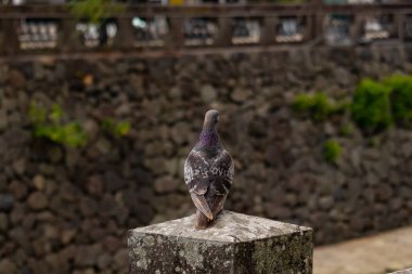 Bu güvercin, yürüyüş yolunun yanındaki taş bir sütuna tünemişti. Bu kuş kanatlarındaki güzel gri ve beyaz neredeyse çevresindekilerle eşleşti. Yağlı tüylerinin gökkuşağı parlaklığı çok güzel görünüyordu..