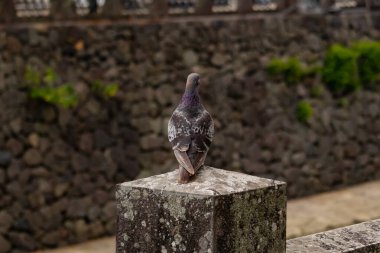 Bu güvercin, yürüyüş yolunun yanındaki taş bir sütuna tünemişti. Bu kuş kanatlarındaki güzel gri ve beyaz neredeyse çevresindekilerle eşleşti. Yağlı tüylerinin gökkuşağı parlaklığı çok güzel görünüyordu..