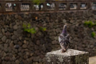 Bu güvercin, yürüyüş yolunun yanındaki taş bir sütuna tünemişti. Bu kuş kanatlarındaki güzel gri ve beyaz neredeyse çevresindekilerle eşleşti. Yağlı tüylerinin gökkuşağı parlaklığı çok güzel görünüyordu..