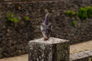 Bu güvercin, yürüyüş yolunun yanındaki taş bir sütuna tünemişti. Bu kuş kanatlarındaki güzel gri ve beyaz neredeyse çevresindekilerle eşleşti. Yağlı tüylerinin gökkuşağı parlaklığı çok güzel görünüyordu..