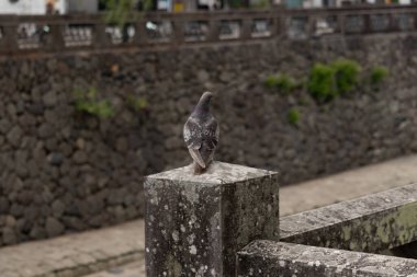 Bu güvercin, yürüyüş yolunun yanındaki taş bir sütuna tünemişti. Bu kuş kanatlarındaki güzel gri ve beyaz neredeyse çevresindekilerle eşleşti. Yağlı tüylerinin gökkuşağı parlaklığı çok güzel görünüyordu..