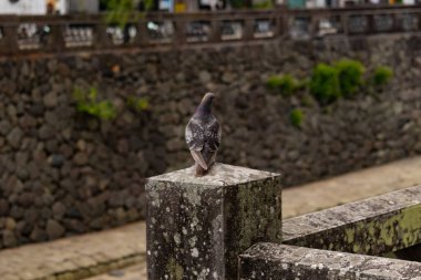 Bu güvercin, yürüyüş yolunun yanındaki taş bir sütuna tünemişti. Bu kuş kanatlarındaki güzel gri ve beyaz neredeyse çevresindekilerle eşleşti. Yağlı tüylerinin gökkuşağı parlaklığı çok güzel görünüyordu..
