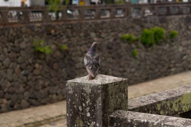 Bu güvercin, yürüyüş yolunun yanındaki taş bir sütuna tünemişti. Bu kuş kanatlarındaki güzel gri ve beyaz neredeyse çevresindekilerle eşleşti. Yağlı tüylerinin gökkuşağı parlaklığı çok güzel görünüyordu..