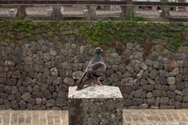 Bu güvercin, yürüyüş yolunun yanındaki taş bir sütuna tünemişti. Bu kuş kanatlarındaki güzel gri ve beyaz neredeyse çevresindekilerle eşleşti. Yağlı tüylerinin gökkuşağı parlaklığı çok güzel görünüyordu..