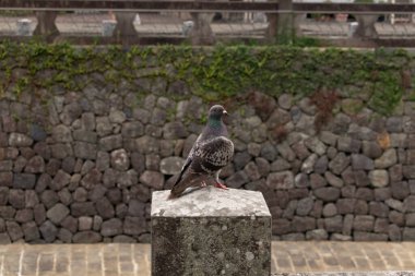 Bu güvercin, yürüyüş yolunun yanındaki taş bir sütuna tünemişti. Bu kuş kanatlarındaki güzel gri ve beyaz neredeyse çevresindekilerle eşleşti. Yağlı tüylerinin gökkuşağı parlaklığı çok güzel görünüyordu..