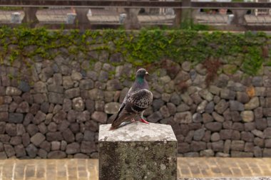Bu güvercin, yürüyüş yolunun yanındaki taş bir sütuna tünemişti. Bu kuş kanatlarındaki güzel gri ve beyaz neredeyse çevresindekilerle eşleşti. Yağlı tüylerinin gökkuşağı parlaklığı çok güzel görünüyordu..