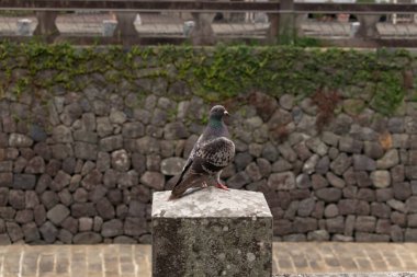 Bu güvercin, yürüyüş yolunun yanındaki taş bir sütuna tünemişti. Bu kuş kanatlarındaki güzel gri ve beyaz neredeyse çevresindekilerle eşleşti. Yağlı tüylerinin gökkuşağı parlaklığı çok güzel görünüyordu..