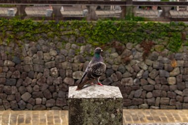 Bu güvercin, yürüyüş yolunun yanındaki taş bir sütuna tünemişti. Bu kuş kanatlarındaki güzel gri ve beyaz neredeyse çevresindekilerle eşleşti. Yağlı tüylerinin gökkuşağı parlaklığı çok güzel görünüyordu..