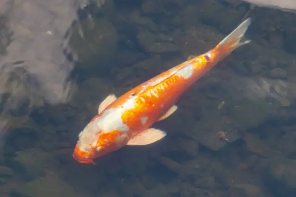 Bu güzel turuncu ve beyaz sazan burada yansıtıcı suda yüzerken görüldü. Süslü balık Asya 'da yaygındır. Bu güzel koiler çok renkli..