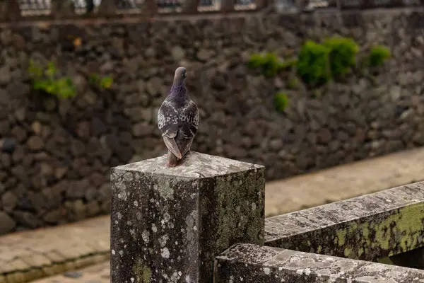 Bu güvercin, yürüyüş yolunun yanındaki taş bir sütuna tünemişti. Bu kuş kanatlarındaki güzel gri ve beyaz neredeyse çevresindekilerle eşleşti. Yağlı tüylerinin gökkuşağı parlaklığı çok güzel görünüyordu..