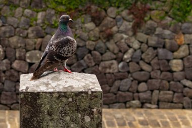 Bu güvercin, yürüyüş yolunun yanındaki taş bir sütuna tünemişti. Bu kuş kanatlarındaki güzel gri ve beyaz neredeyse çevresindekilerle eşleşti. Yağlı tüylerinin gökkuşağı parlaklığı çok güzel görünüyordu..
