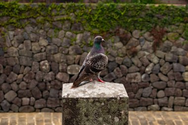 Bu güvercin, yürüyüş yolunun yanındaki taş bir sütuna tünemişti. Bu kuş kanatlarındaki güzel gri ve beyaz neredeyse çevresindekilerle eşleşti. Yağlı tüylerinin gökkuşağı parlaklığı çok güzel görünüyordu..