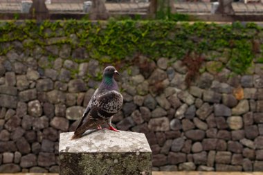 Bu güvercin, yürüyüş yolunun yanındaki taş bir sütuna tünemişti. Bu kuş kanatlarındaki güzel gri ve beyaz neredeyse çevresindekilerle eşleşti. Yağlı tüylerinin gökkuşağı parlaklığı çok güzel görünüyordu..