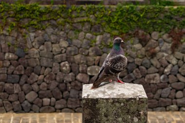 Bu güvercin, yürüyüş yolunun yanındaki taş bir sütuna tünemişti. Bu kuş kanatlarındaki güzel gri ve beyaz neredeyse çevresindekilerle eşleşti. Yağlı tüylerinin gökkuşağı parlaklığı çok güzel görünüyordu..
