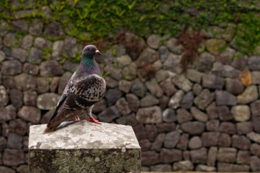 Bu güvercin, yürüyüş yolunun yanındaki taş bir sütuna tünemişti. Bu kuş kanatlarındaki güzel gri ve beyaz neredeyse çevresindekilerle eşleşti. Yağlı tüylerinin gökkuşağı parlaklığı çok güzel görünüyordu..