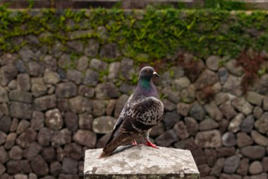 Bu güvercin, yürüyüş yolunun yanındaki taş bir sütuna tünemişti. Bu kuş kanatlarındaki güzel gri ve beyaz neredeyse çevresindekilerle eşleşti. Yağlı tüylerinin gökkuşağı parlaklığı çok güzel görünüyordu..