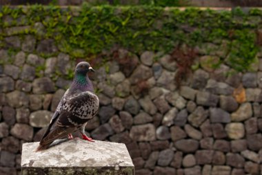 Bu güvercin, yürüyüş yolunun yanındaki taş bir sütuna tünemişti. Bu kuş kanatlarındaki güzel gri ve beyaz neredeyse çevresindekilerle eşleşti. Yağlı tüylerinin gökkuşağı parlaklığı çok güzel görünüyordu..