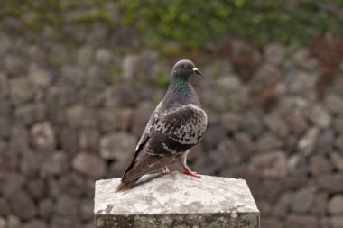 Bu güvercin, yürüyüş yolunun yanındaki taş bir sütuna tünemişti. Bu kuş kanatlarındaki güzel gri ve beyaz neredeyse çevresindekilerle eşleşti. Yağlı tüylerinin gökkuşağı parlaklığı çok güzel görünüyordu..