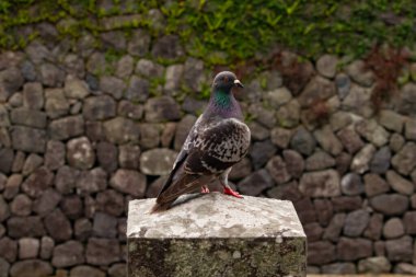 Bu güvercin, yürüyüş yolunun yanındaki taş bir sütuna tünemişti. Bu kuş kanatlarındaki güzel gri ve beyaz neredeyse çevresindekilerle eşleşti. Yağlı tüylerinin gökkuşağı parlaklığı çok güzel görünüyordu..