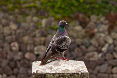 Bu güvercin, yürüyüş yolunun yanındaki taş bir sütuna tünemişti. Bu kuş kanatlarındaki güzel gri ve beyaz neredeyse çevresindekilerle eşleşti. Yağlı tüylerinin gökkuşağı parlaklığı çok güzel görünüyordu..