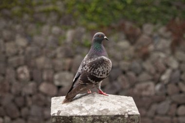 Bu güvercin, yürüyüş yolunun yanındaki taş bir sütuna tünemişti. Bu kuş kanatlarındaki güzel gri ve beyaz neredeyse çevresindekilerle eşleşti. Yağlı tüylerinin gökkuşağı parlaklığı çok güzel görünüyordu..